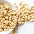 Raw processing type red pine nut kernels